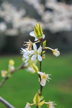 Bahçede açan beyaz ağaçlar sakura ya da kiraz çiçeklerine benzer..