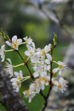 Bahçede açan beyaz ağaçlar sakura ya da kiraz çiçeklerine benzer..