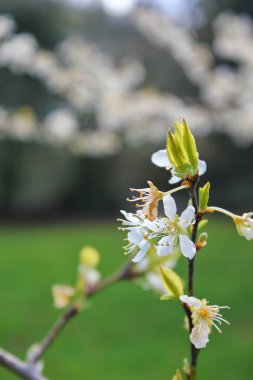 Bahçede açan beyaz ağaçlar sakura ya da kiraz çiçeklerine benzer..