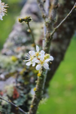Bahçede açan beyaz ağaçlar sakura ya da kiraz çiçeklerine benzer..
