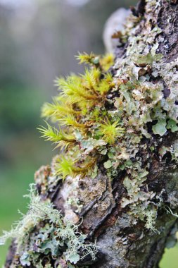Bahçede açan beyaz ağaçlar sakura ya da kiraz çiçeklerine benzer..