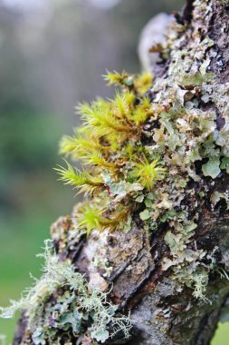 Bahçede açan beyaz ağaçlar sakura ya da kiraz çiçeklerine benzer..