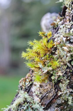 Bahçede açan beyaz ağaçlar sakura ya da kiraz çiçeklerine benzer..