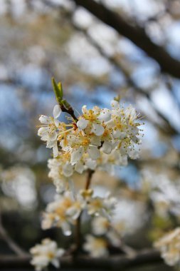 Bahçede açan beyaz ağaçlar sakura ya da kiraz çiçeklerine benzer..