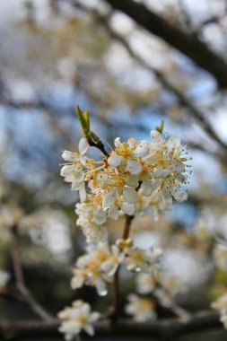 Bahçede açan beyaz ağaçlar sakura ya da kiraz çiçeklerine benzer..