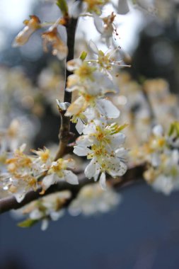 Bahçede açan beyaz ağaçlar sakura ya da kiraz çiçeklerine benzer..