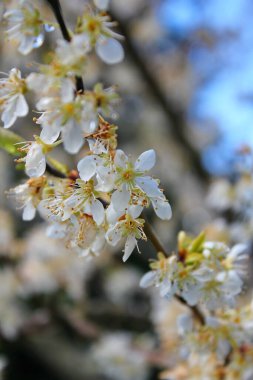 Bahçede açan beyaz ağaçlar sakura ya da kiraz çiçeklerine benzer..