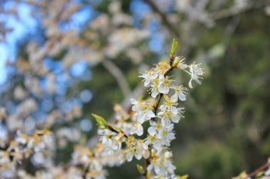Bahçede açan beyaz ağaçlar sakura ya da kiraz çiçeklerine benzer..