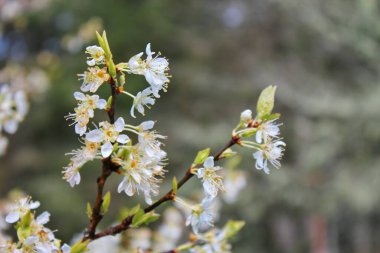 Bahçede açan beyaz ağaçlar sakura ya da kiraz çiçeklerine benzer..