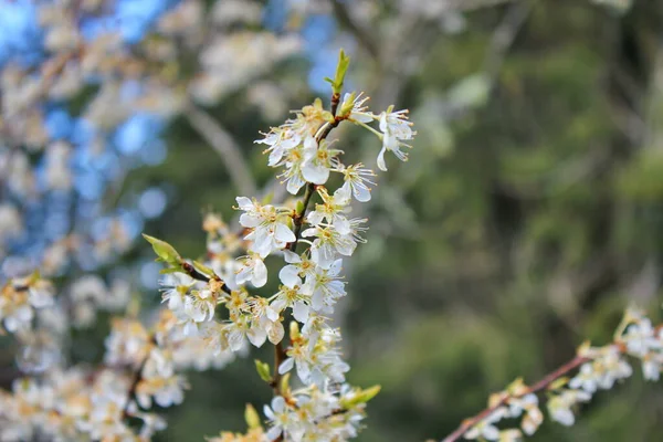 Bahçede açan beyaz ağaçlar sakura ya da kiraz çiçeklerine benzer..