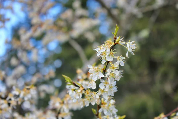 Bahçede açan beyaz ağaçlar sakura ya da kiraz çiçeklerine benzer..