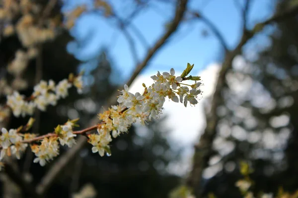 Białe Kwitnące Drzewa Ogrodzie Przypominają Sakura Lub Kwiaty Wiśni — Zdjęcie stockowe