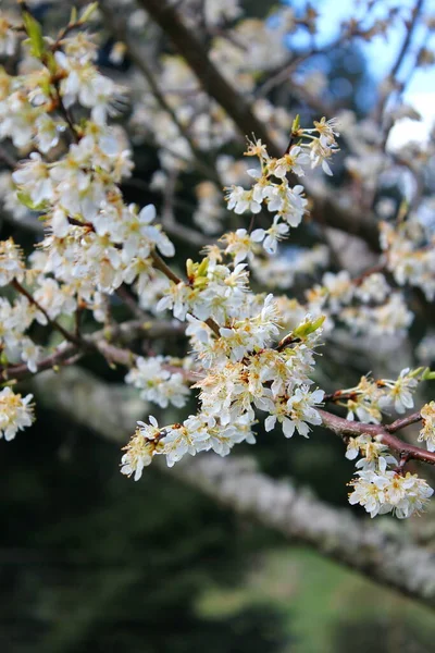 Bahçede açan beyaz ağaçlar sakura ya da kiraz çiçeklerine benzer..