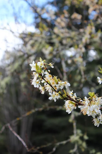 Bahçede açan beyaz ağaçlar sakura ya da kiraz çiçeklerine benzer..