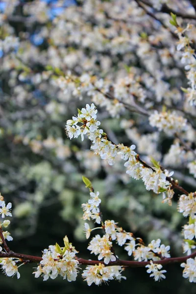Белые Цветущие Деревья Саду Напоминают Сакуру Сакуру — стоковое фото