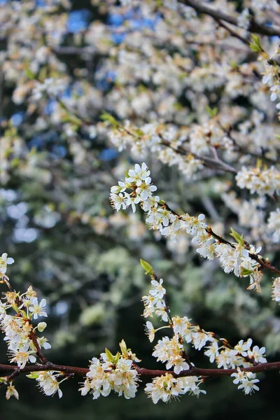 Bahçede açan beyaz ağaçlar sakura ya da kiraz çiçeklerine benzer..