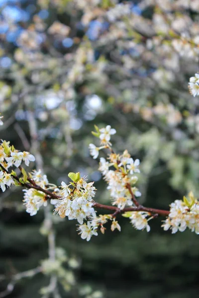 White Blossoming Trees Garden Resemble Sakura Cherry Blossoms — Fotografia de Stock