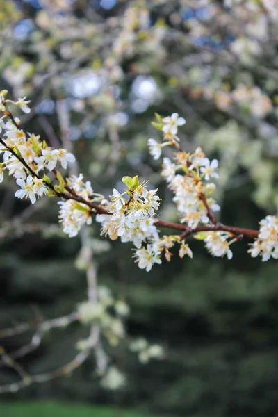 Białe Kwitnące Drzewa Ogrodzie Przypominają Sakura Lub Kwiaty Wiśni — Zdjęcie stockowe