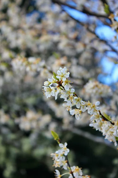 Λευκά Ανθισμένα Δέντρα Στον Κήπο Μοιάζουν Σακούρα Άνθη Κερασιάς — Φωτογραφία Αρχείου