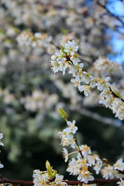 Bahçede açan beyaz ağaçlar sakura ya da kiraz çiçeklerine benzer..
