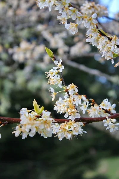 Bahçede açan beyaz ağaçlar sakura ya da kiraz çiçeklerine benzer..