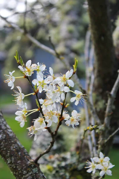 Árvores Florescentes Brancas Jardim Assemelham Sakura Flores Cerejeira — Fotografia de Stock