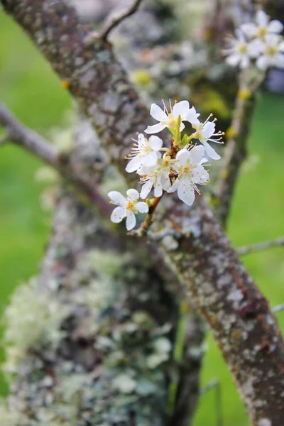 Bahçede açan beyaz ağaçlar sakura ya da kiraz çiçeklerine benzer..