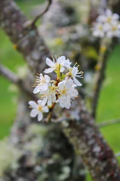 White Blossoming Trees Garden Resemble Sakura Cherry Blossoms —  Fotos de Stock