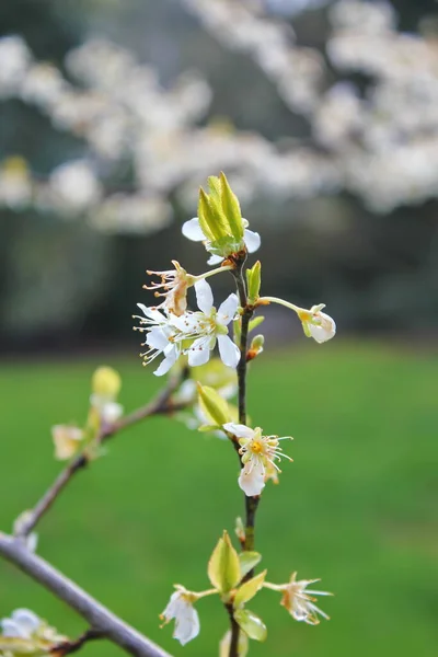 White Blossoming Trees Garden Resemble Sakura Cherry Blossoms — стоковое фото