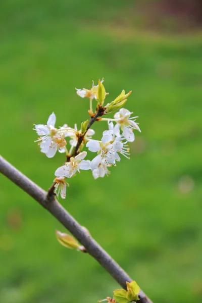 Białe Kwitnące Drzewa Ogrodzie Przypominają Sakura Lub Kwiaty Wiśni — Zdjęcie stockowe