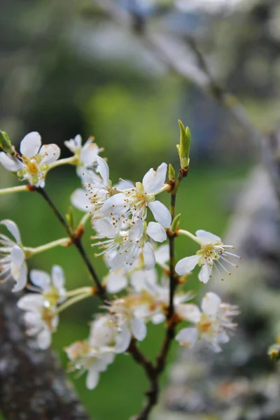 Les Arbres Fleurs Blanches Dans Jardin Ressemblent Des Fleurs Sakura — Photo