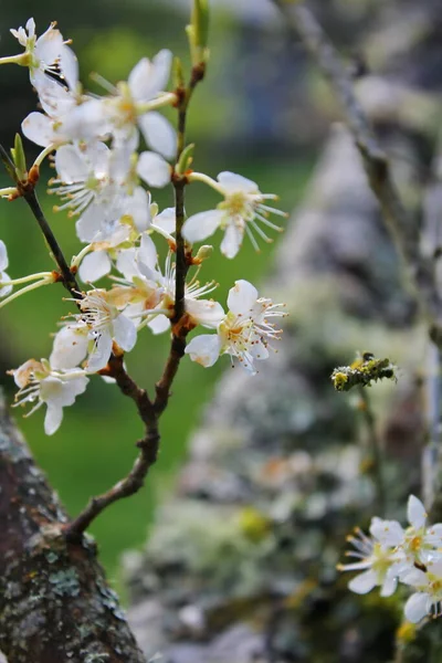 White Blossoming Trees Garden Resemble Sakura Cherry Blossoms —  Fotos de Stock
