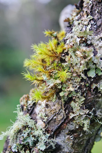 Bahçede açan beyaz ağaçlar sakura ya da kiraz çiçeklerine benzer..