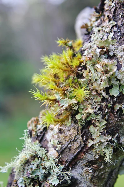 Bahçede açan beyaz ağaçlar sakura ya da kiraz çiçeklerine benzer..