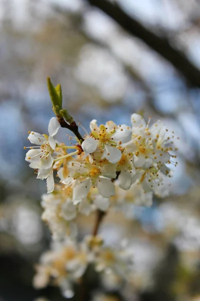 Białe Kwitnące Drzewa Ogrodzie Przypominają Sakura Lub Kwiaty Wiśni — Zdjęcie stockowe