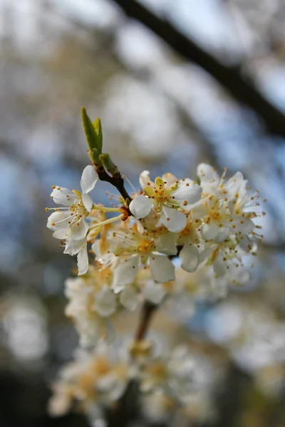 White Blossoming Trees Garden Resemble Sakura Cherry Blossoms — Photo