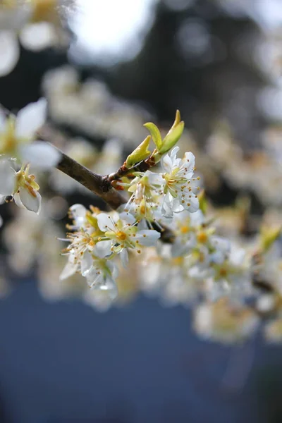 Białe Kwitnące Drzewa Ogrodzie Przypominają Sakura Lub Kwiaty Wiśni — Zdjęcie stockowe