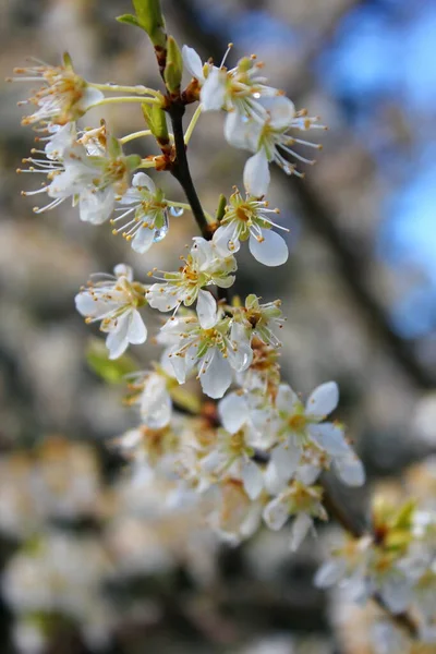 Bahçede açan beyaz ağaçlar sakura ya da kiraz çiçeklerine benzer..