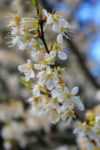 Белые Цветущие Деревья Саду Напоминают Сакуру Сакуру — стоковое фото