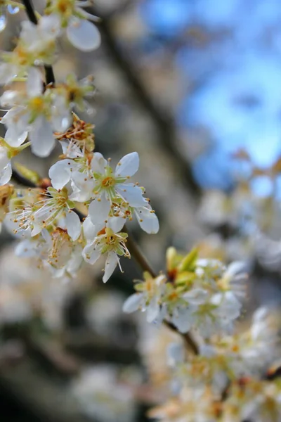 Bahçede Açan Beyaz Ağaçlar Sakura Kiraz Çiçeklerine Benzer — Stok fotoğraf