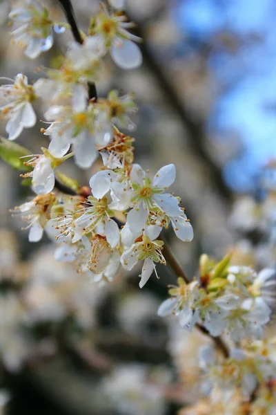 Białe Kwitnące Drzewa Ogrodzie Przypominają Sakura Lub Kwiaty Wiśni — Zdjęcie stockowe