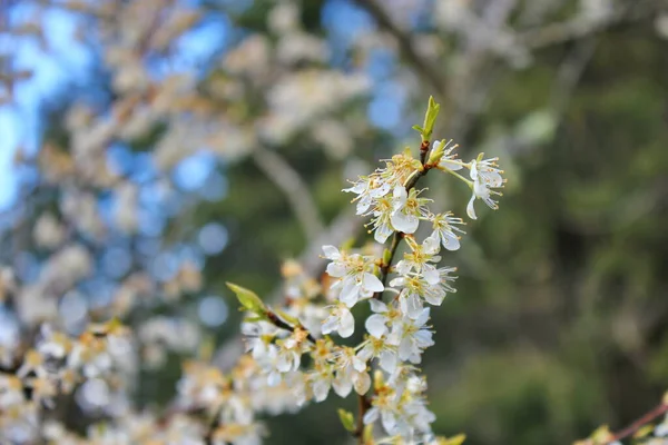 Bahçede açan beyaz ağaçlar sakura ya da kiraz çiçeklerine benzer..