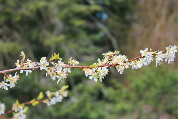 花园里开满了白花的树 形似樱花或樱花 — 图库照片