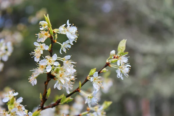 Bahçede açan beyaz ağaçlar sakura ya da kiraz çiçeklerine benzer..