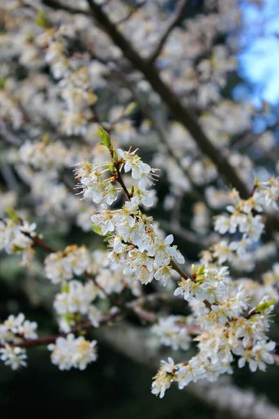 Les Arbres Fleurs Blanches Dans Jardin Ressemblent Des Fleurs Sakura — Photo