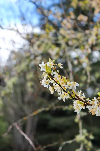 Bahçede açan beyaz ağaçlar sakura ya da kiraz çiçeklerine benzer..