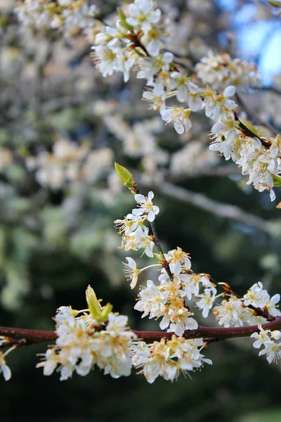 Białe Kwitnące Drzewa Ogrodzie Przypominają Sakura Lub Kwiaty Wiśni — Zdjęcie stockowe