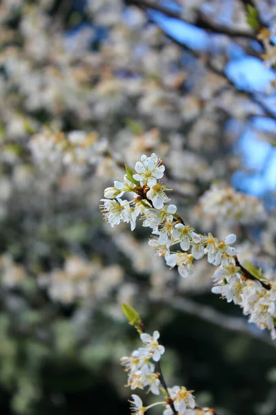 Białe Kwitnące Drzewa Ogrodzie Przypominają Sakura Lub Kwiaty Wiśni — Zdjęcie stockowe