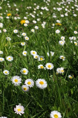 Baharda beyaz papatyalar ve yeşil tarlalar.