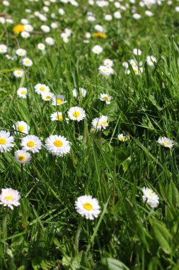 Baharda beyaz papatyalar ve yeşil tarlalar.